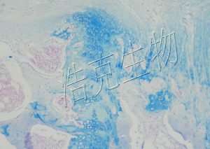 阿利新蓝（AB）染色