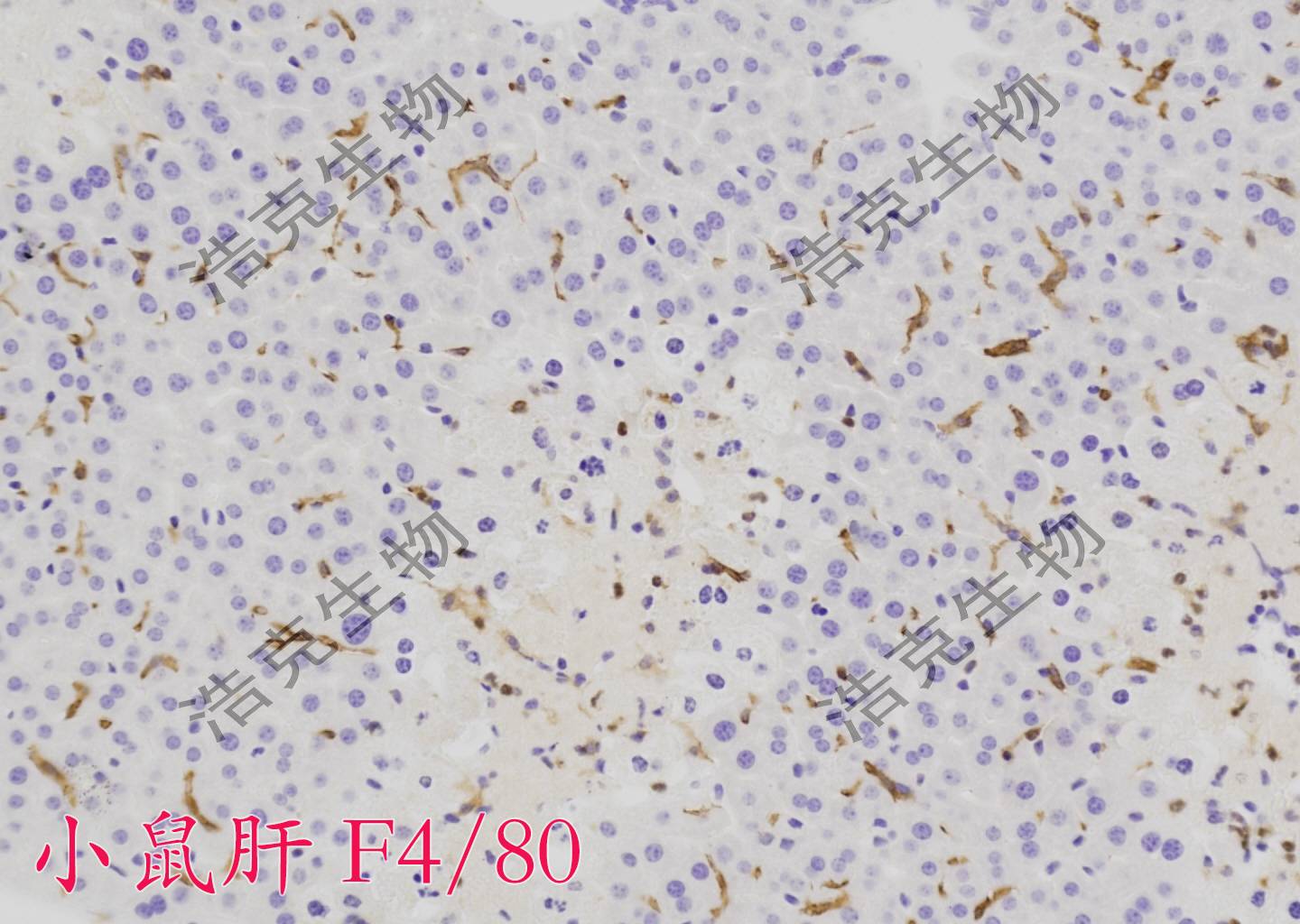 免疫组化-杭州浩克生物
