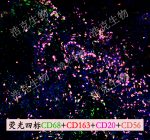 荧光扫描（四标）