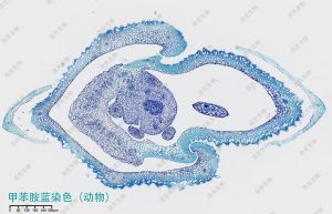 甲苯胺藍(lán)染色(動(dòng)物) 甲苯胺藍(lán)染色(動(dòng)物)