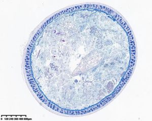 AB-PAS染色试剂盒