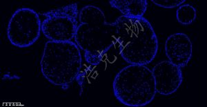 DAPI染色 DAPI染色