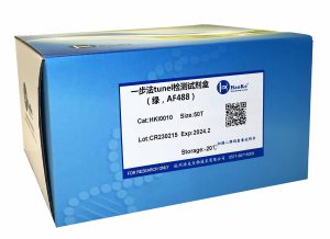 一步法TUNEL细胞凋亡检测试剂盒（绿，AF488)