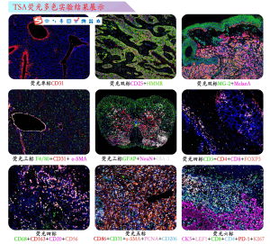 病理实验服务报价单三折页