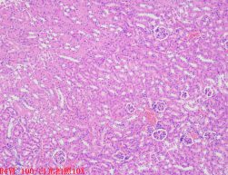 拍照（白光）/芯片拍照（白光）