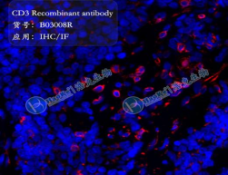 CD3 Recombinant antibody