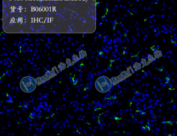 F4/80 Recombinant antibody