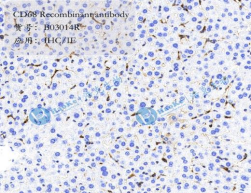 CD68 Recombinant antibody