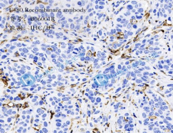 F4/80 Recombinant antibody