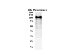 CD68 Recombinant antibody