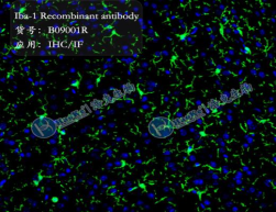 Iba1 Recombinant antibody