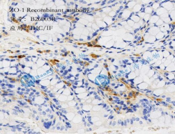 ZO-1 Recombinant antibody