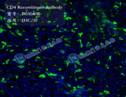 CD4 Recombinant antibody