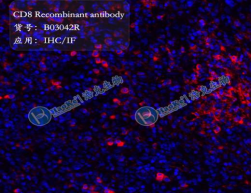 CD8 Recombinant antibody