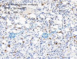 CD8 Recombinant antibody