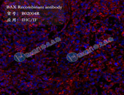 Bax Recombinant antibody