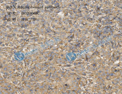 Bax Recombinant antibody