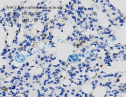Ly-6G Recombinant antibody