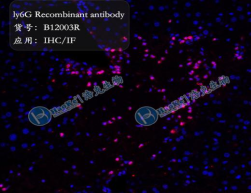 Ly-6G Recombinant antibody