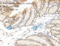 Occludin Recombinant antibody
