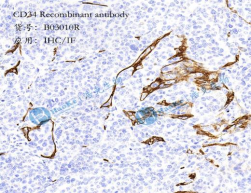 CD34 Recombinant antibody