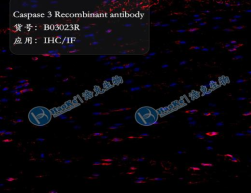 Caspase 3/P17/P19 Recombinant antibody