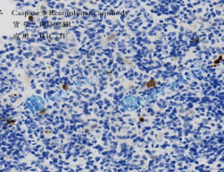 Caspase 3/P17/P19 Recombinant antibody