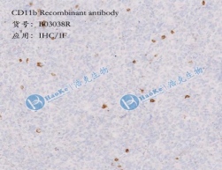 CD11B Recombinant antibody