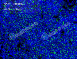 CD11B Recombinant antibody