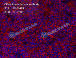 CD44 Recombinant antibody