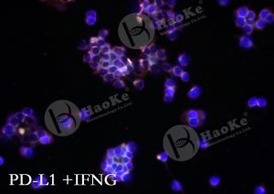 原位杂交（FISH双标）