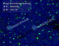 Foxp3 Recombinant antibody