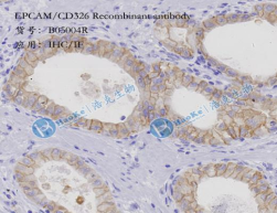 EPCAM/CD326 Recombinant antibody
