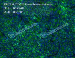 EPCAM/CD326 Recombinant antibody