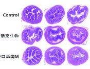 葡聚糖硫酸鈉鹽結(jié)腸炎造模用 DSS(MW:36000~50000)