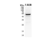 GFAP Recombinant antibody