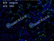 Haokebio??Rapid RNA FISH?Kit (Animal)