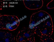 Haokebio??Rapid RNA FISH?Kit (Animal)