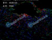 Haokebio??Rapid RNA FISH?Kit (Animal)