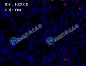 Haokebio??Rapid RNA FISH?Kit (Animal)