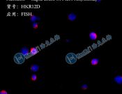 Haokebio??Rapid circRNA FISH?Kit (Animal)