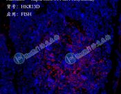 Haokebio??Rapid miRNA FISH?Kit (Animal)