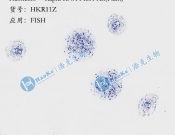 Haokebio? Rapid RNA FISH?Kit (Plant)