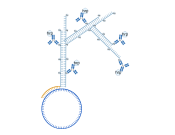 Haokebio??Rapid circRNA FISH?Kit (Animal)