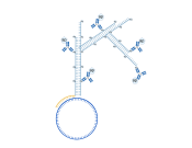 Haokebio? Rapid circRNA FISH?Kit (Plant)