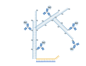 Haokebio? Rapid miRNA FISH?Kit (Plant)