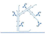 Haokebio??Rapid RNA FISH?Kit (Animal)