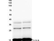 LC3B Recombinant antibody