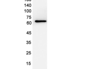 P62/SQSTM1?Recombinant antibody