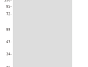 Bax Recombinant antibody